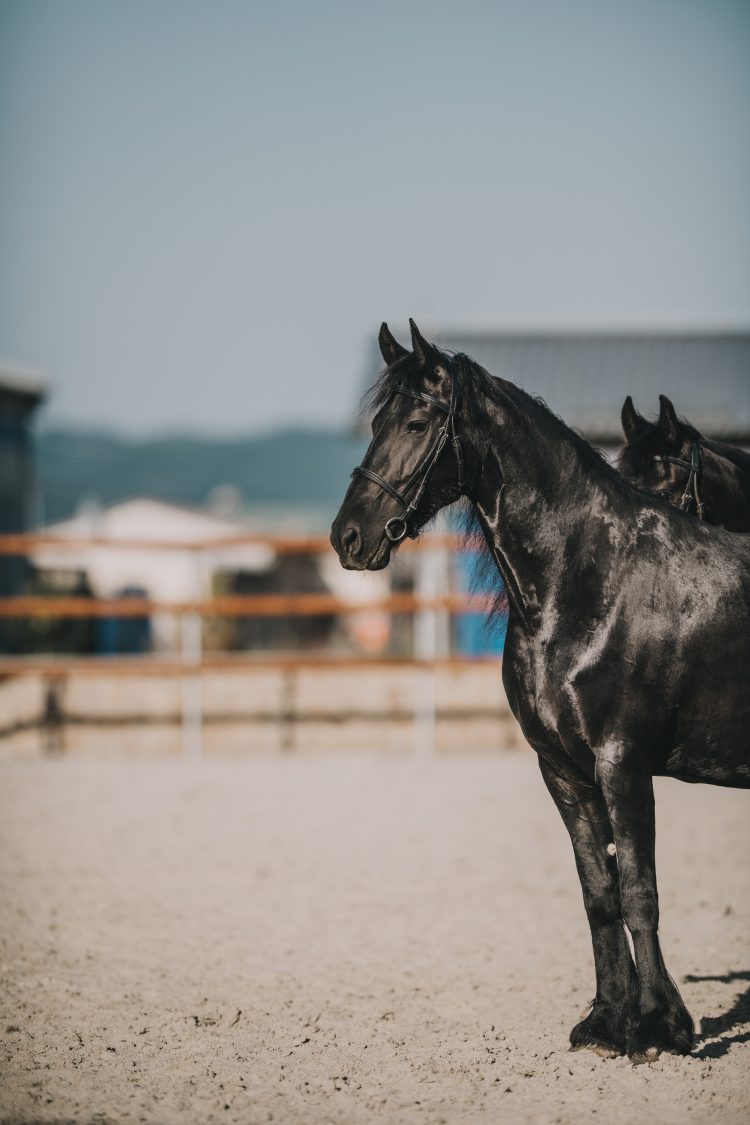 Nestville Horses – Hniezdne